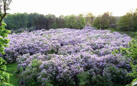 Lilac grove